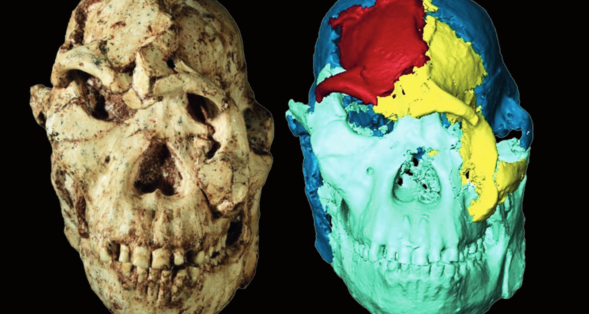 A 3.7-million-year-old face reveals surprising links across Africa