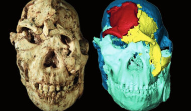 A 3.7-million-year-old face reveals surprising links across Africa