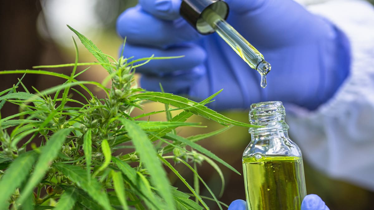 David Seymour eyes wine-style export boom in medicinal cannabis industry