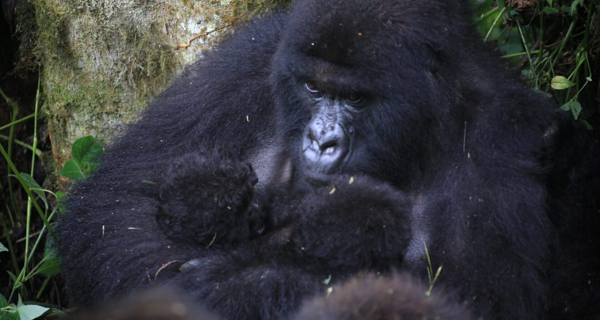 Second set of rare mountain gorilla twins born in DRC’s Virunga