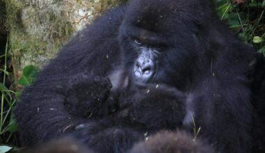 Second set of rare mountain gorilla twins born in DRC’s Virunga