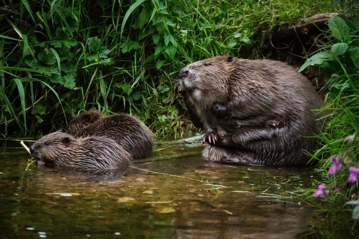 Beavers in river