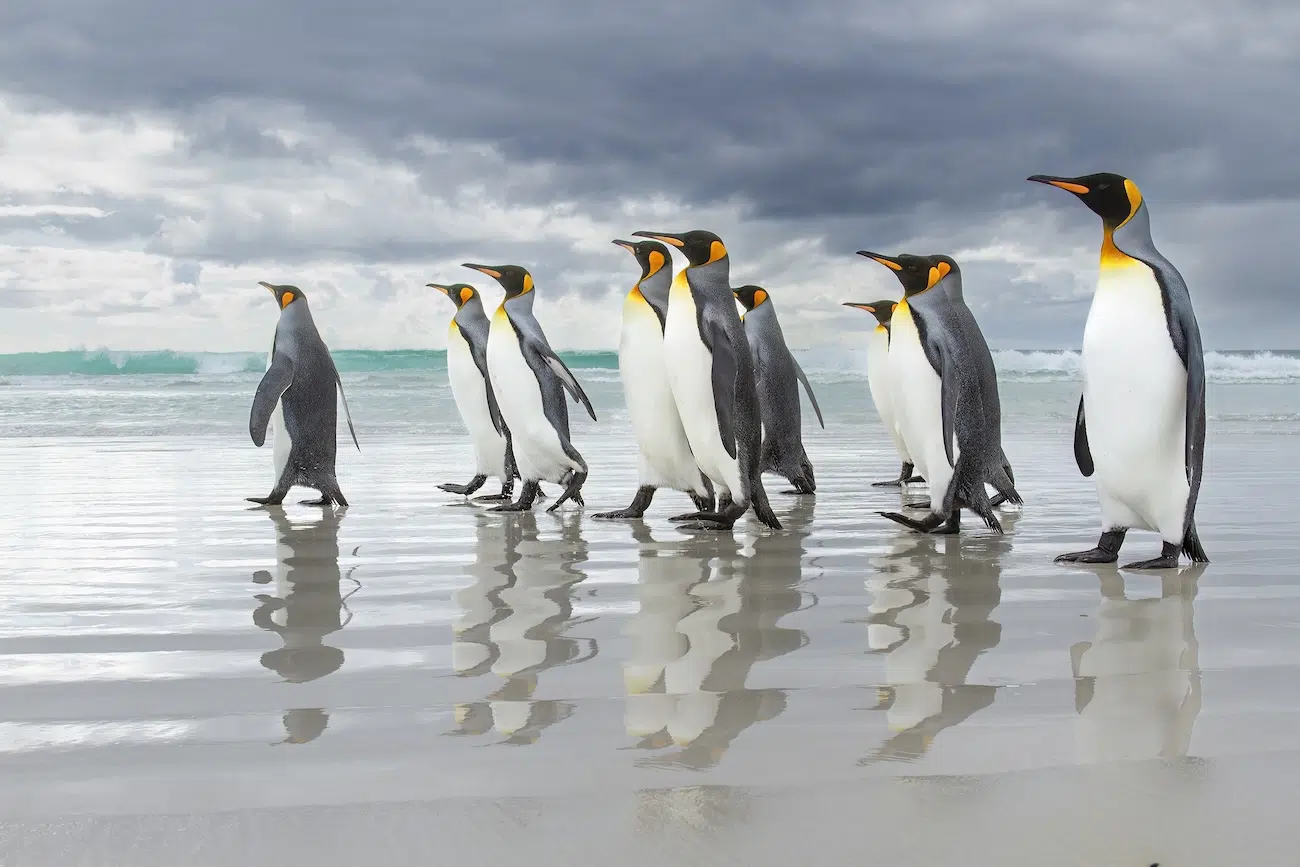 Penguins Walking