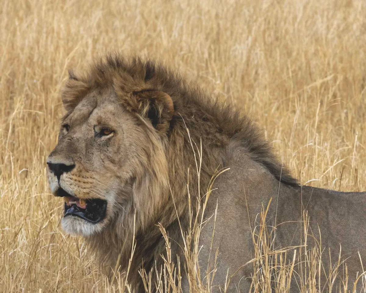 Botswana lion