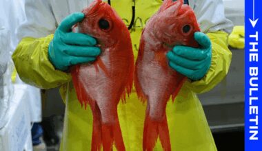 Who saved the snapper size limit?