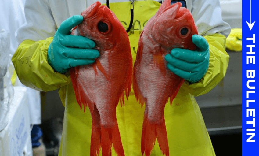 Who saved the snapper size limit?