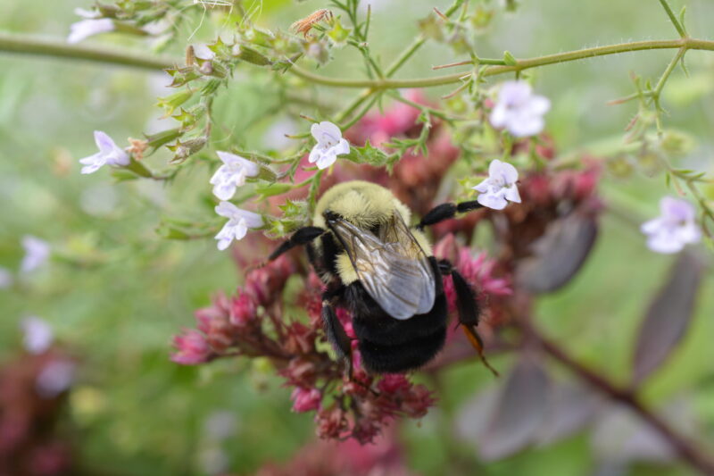 A little insect with yellow and black body fur and folded transparent wings sitting on a pink flower.