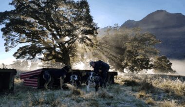 ‘Still rates its arse off’: Country Calendar marks six decades of bucolic brilliance