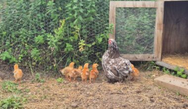 Country Life: Lessons in permaculture at Kahikatea Farm
