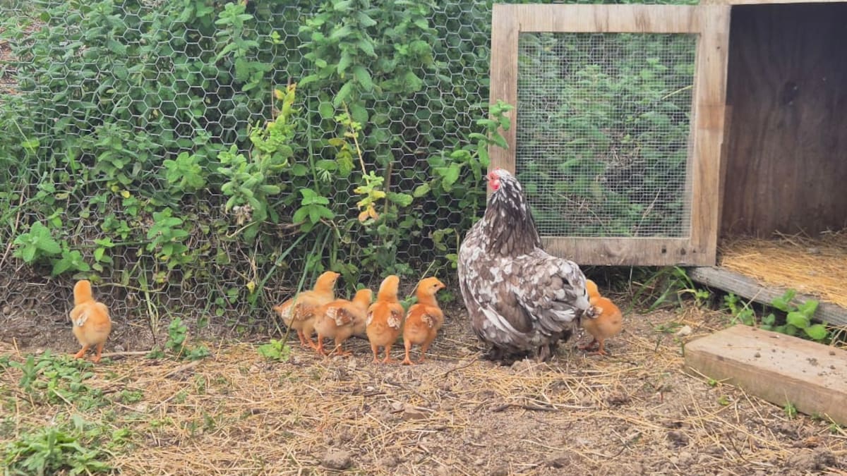 Country Life: Lessons in permaculture at Kahikatea Farm