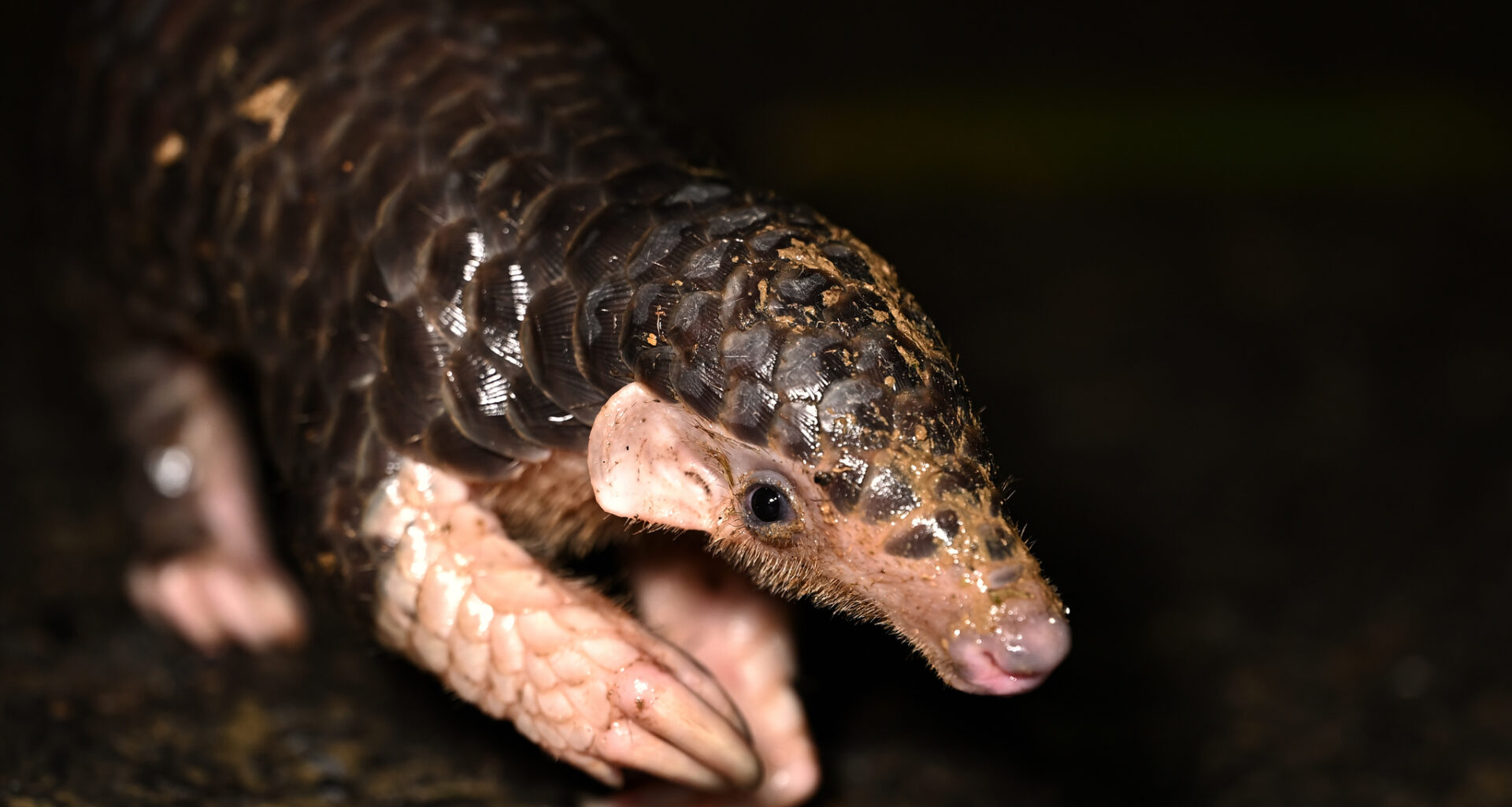 Pangolins are one of the most in-demand wildlife in Asia, used in traditional chinese medicine preparations. After Chinese pangolins plummeted by about 90% in the 2000s, traffickers shifted to African species.