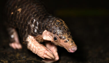 Pangolins are one of the most in-demand wildlife in Asia, used in traditional chinese medicine preparations. After Chinese pangolins plummeted by about 90% in the 2000s, traffickers shifted to African species.