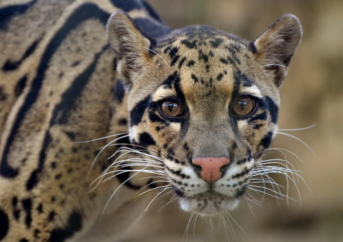 Clouded Leopard (Neofelis nebulosa)