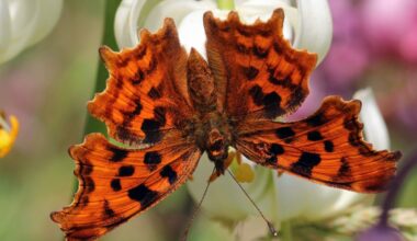 Comma butterfly