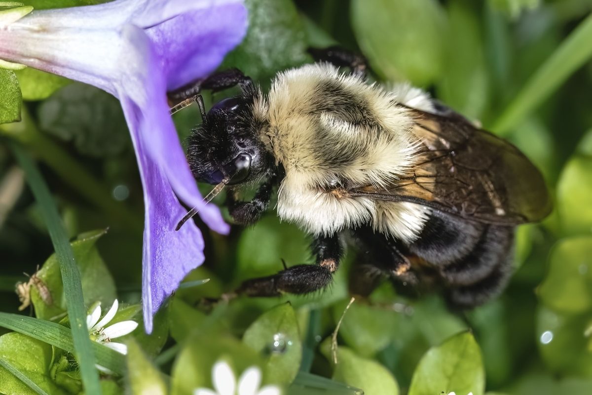Common eastern bumblebees (Bombus impatiens)