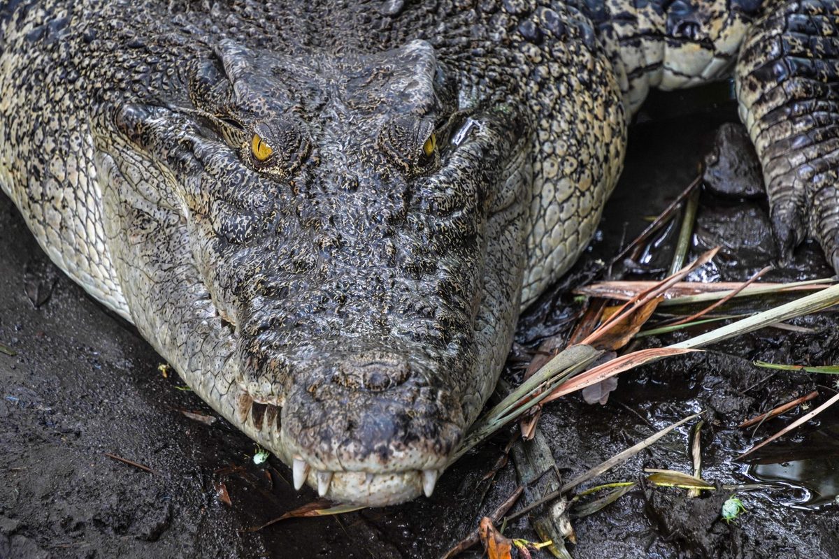 Close-up photo of The saltwater crocodile (Crocodylus porosus) is a crocodilian native to saltwater habitats, brackish wetlands and freshwater rivers. Concept for World Animal Day