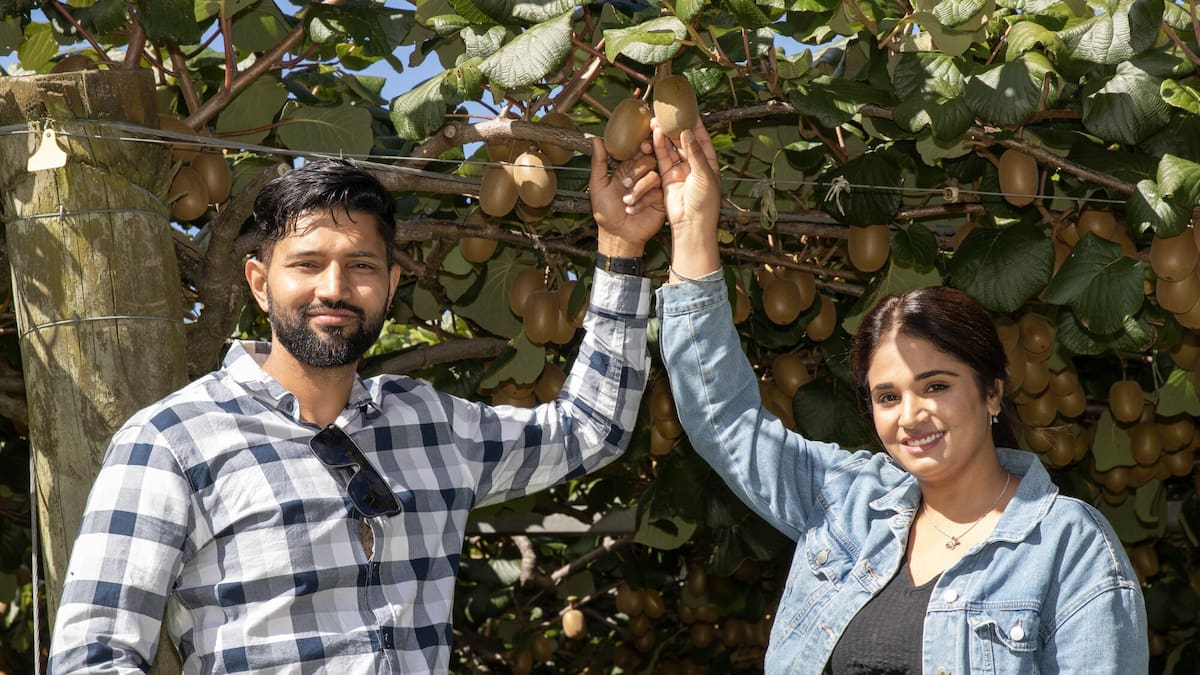 Hiring now in Bay of Plenty: Record kiwifruit crop drives 19,000 jobs, forecast of 221 million trays