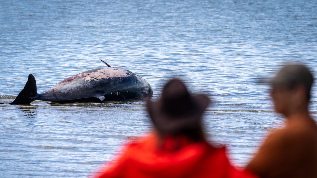 Stranded rare whale freed by volunteers in Auckland city beaches again 18km across harbour