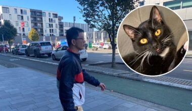 Rongjian Feng sentenced in Christchurch court for torturing pet cat