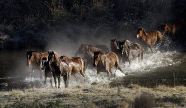 Kaimanawa horse muster to go ahead after funding uncertainty