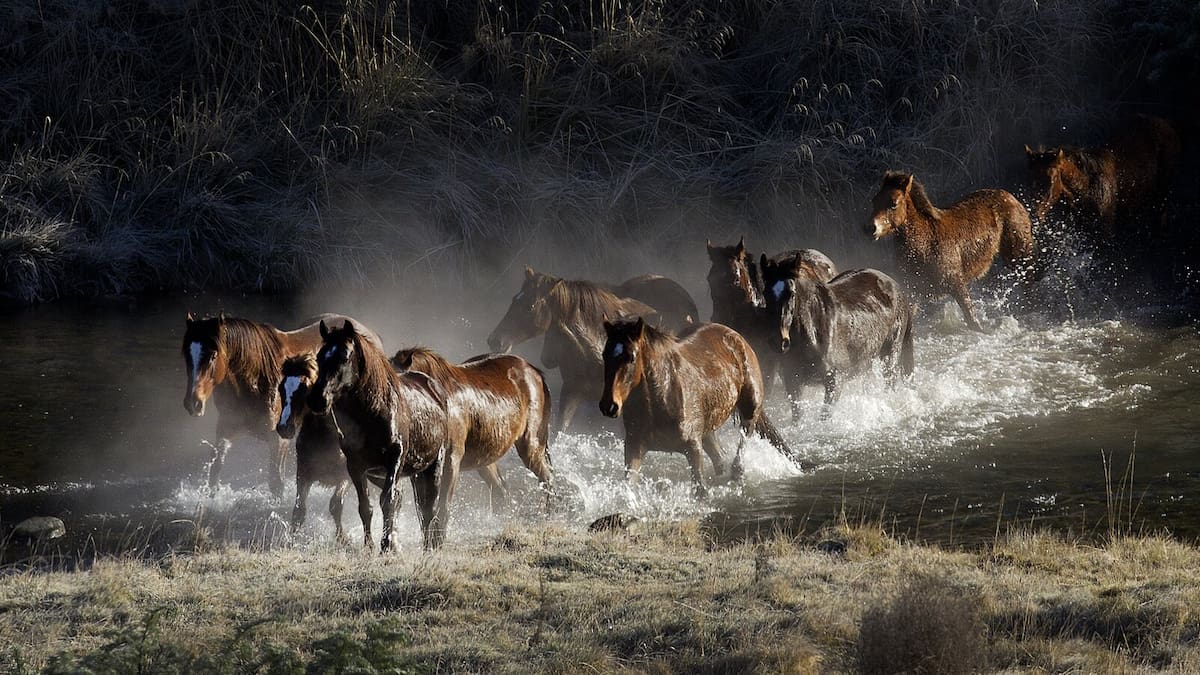 Kaimanawa horse muster to go ahead after funding uncertainty