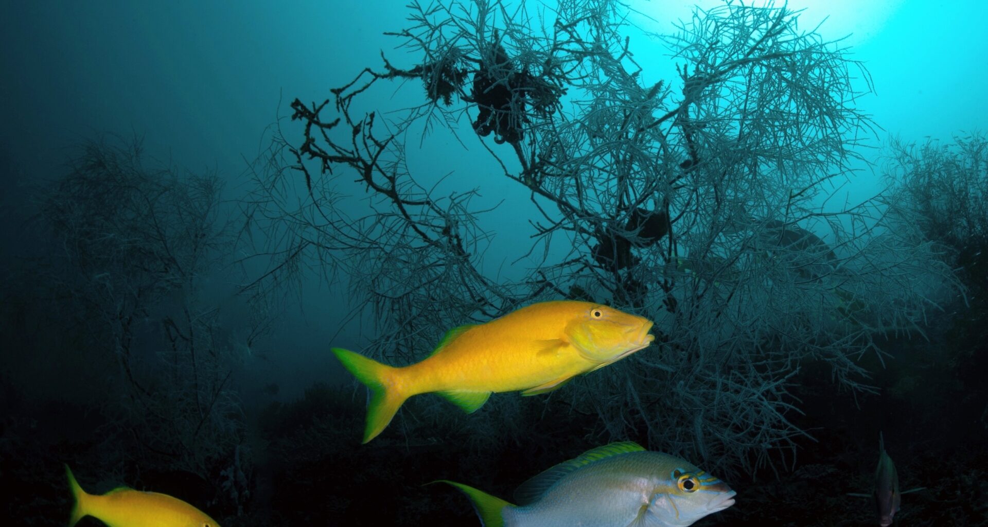 Deep-sea coral reef found off Argentina is one of the world's largest