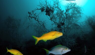Deep-sea coral reef found off Argentina is one of the world's largest
