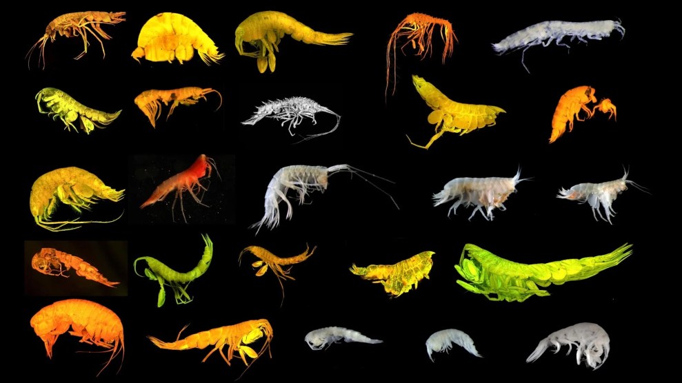 24 multi-colored, small, crustaceans against a black background.