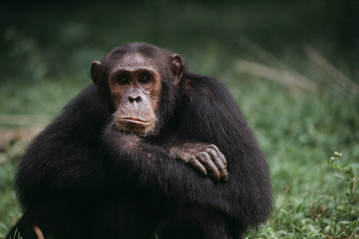 The mind-controlling zombie that makes our closest cousins seek out their own killers… and it could affect humans too