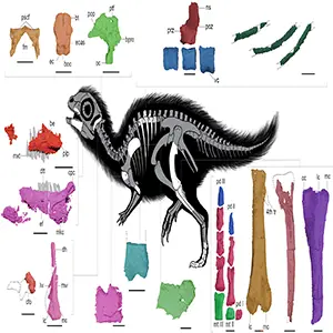 The skeletal anatomy of a juvenile Doolysaurus huhmini. The graphic highlights the fossil bones that were found with the dinosaur. Credit: Janet Cañamar