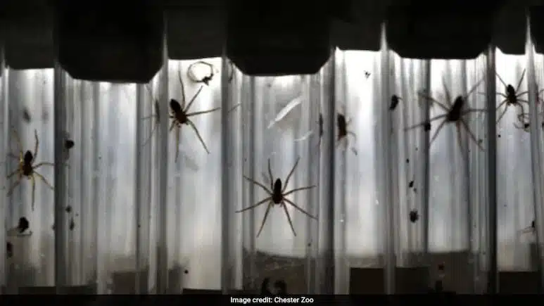 Dozens Of Young Fen Raft Spiders Kept In Separate Tubes