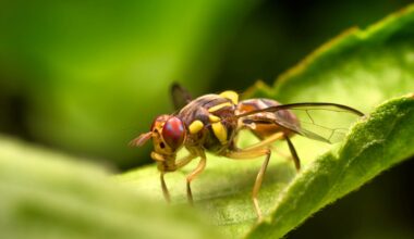 Single Neuron Controls Taste Decisions in Fruit Flies