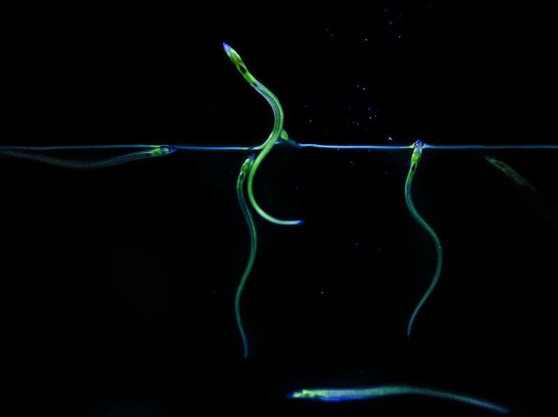 The Ocean Within. Photograph: Yvette Monahan