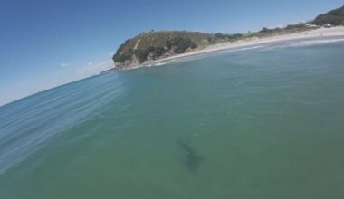 Drone footage shows large bronze whaler shark close to Bowentown Beach