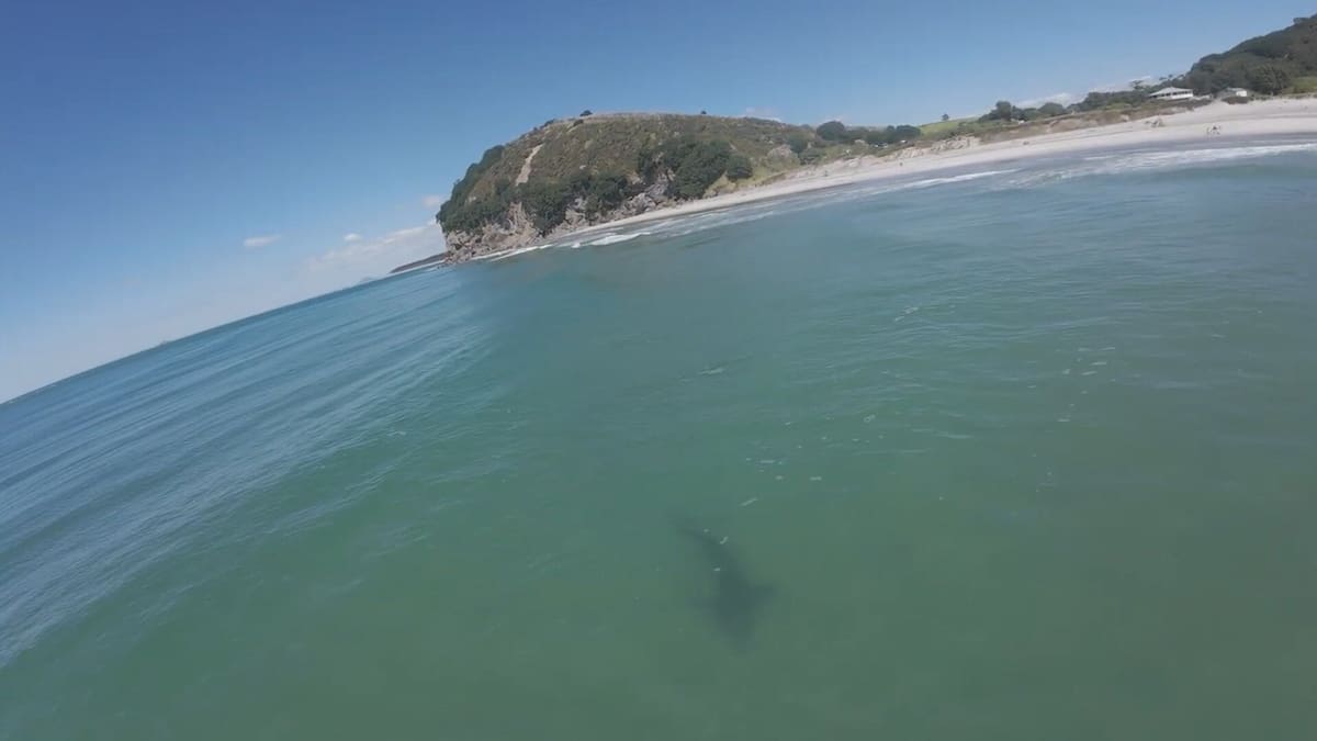 Drone footage shows large bronze whaler shark close to Bowentown Beach