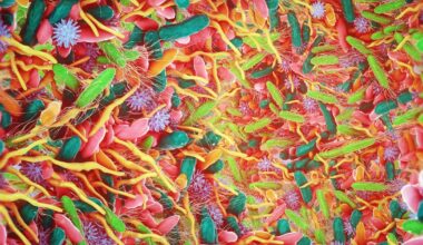 OEA may boost Akkermansia levels and improve gut barrier function