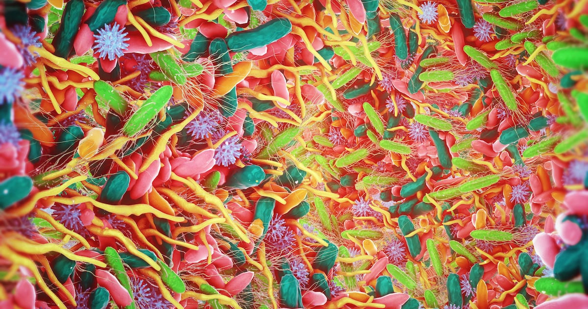 OEA may boost Akkermansia levels and improve gut barrier function