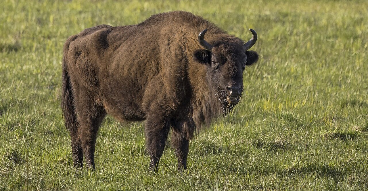 Three bison killed in Poland after being hit by train called “Bison”