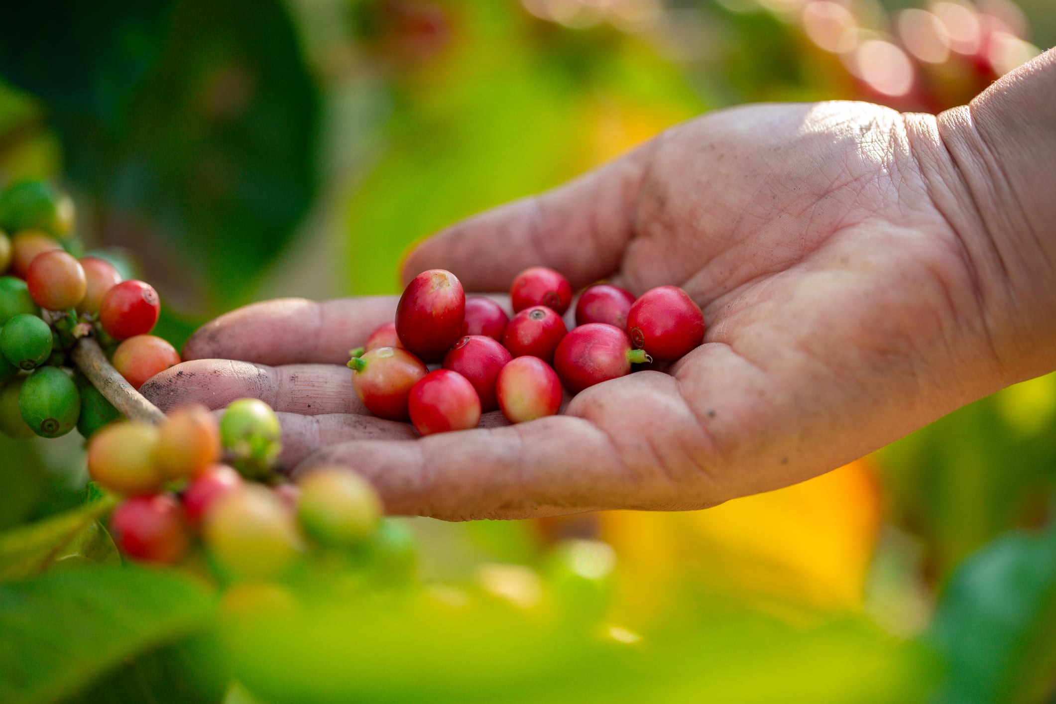 Close up hand harvest red ripe coffee seed robusta arabica berry harvesting coffee farm. Hand people harvest coffee bean ripe Red berries plant fresh seed coffee tree growth in green eco organic farm
