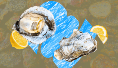 Checking in with Bluff oyster season 