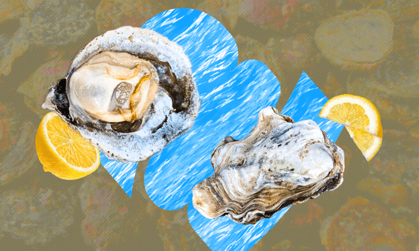 Checking in with Bluff oyster season 