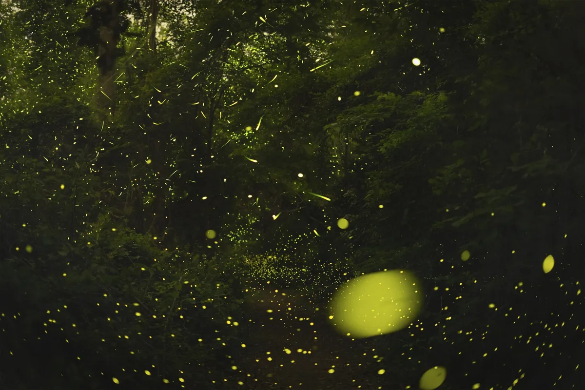 Firefly swarm