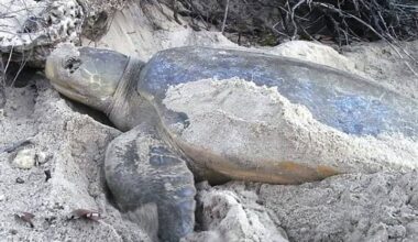 Flatback turtle facts: size, diet, habitat