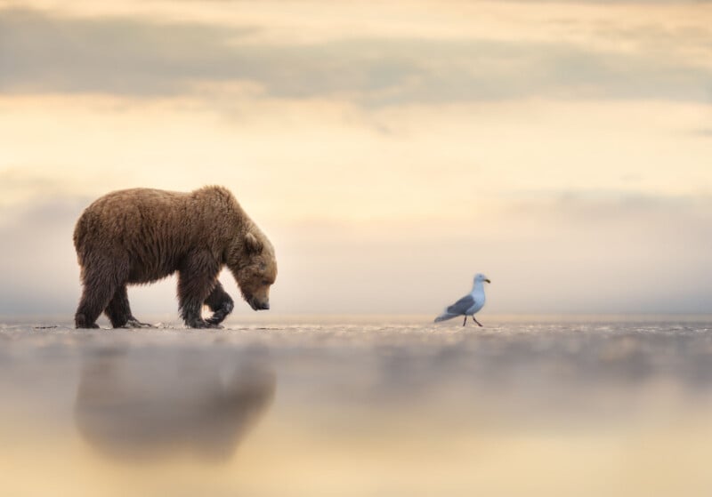A brown bear walks along a sandy shore at sunset, closely following a seagull. The sky is softly lit with pastel colors, and both animals are reflected in the wet sand beneath them.