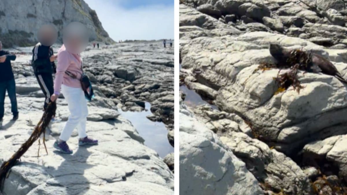 DoC investigates after woman seen throwing seaweed at Kaikōura seal