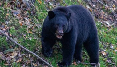 Mama Bear Injures Woman Walking Dog in Monrovia, California