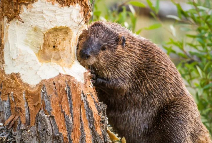 Beaver chewing down tree