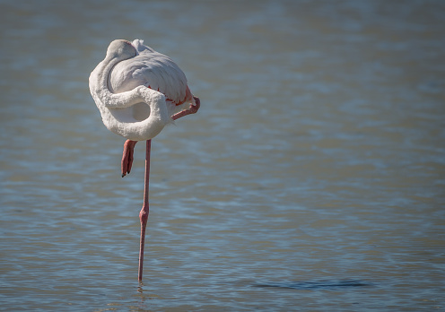 Wild Pink Flamingo