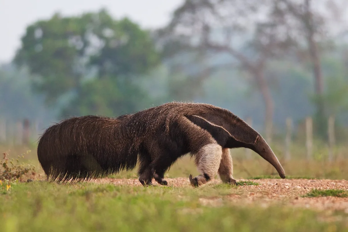 Giant anteater