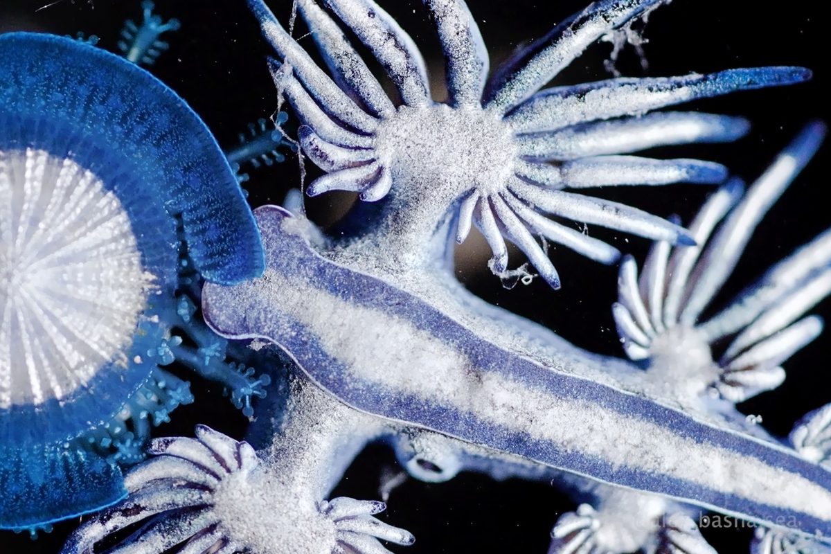 Glaucus atlanticus